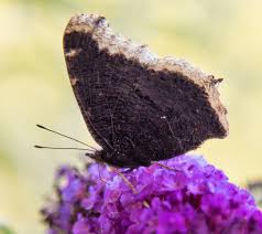 Attēlu rezultāti vaicājumam “Nymphalis antiopa”