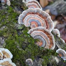 Attēlu rezultāti vaicājumam “Trametes versicolor”