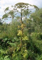 Attēlu rezultāti vaicājumam “Heracleum sosnowskyi fruit”