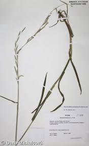 Attēlu rezultāti vaicājumam “Glyceria fluitans leaf”