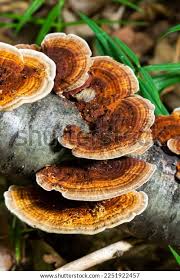 Attēlu rezultāti vaicājumam “Gloeophyllum odoratum”