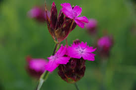 Image result for Dianthus carthusianorum