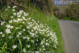 Attēlu rezultāti vaicājumam “Stellaria holostea flower”