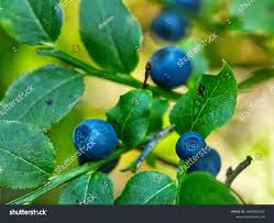 Attēlu rezultāti vaicājumam “Vaccinium myrtillus fruit”