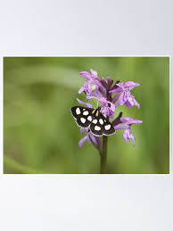 Attēlu rezultāti vaicājumam “Anania funebris”