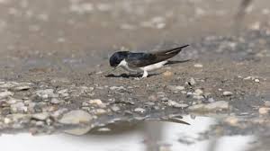 Attēlu rezultāti vaicājumam “Delichon urbicum nest”