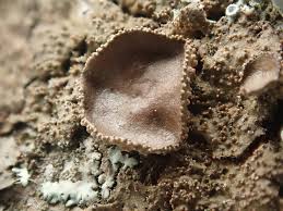 Attēlu rezultāti vaicājumam “Melanohalea exasperata”