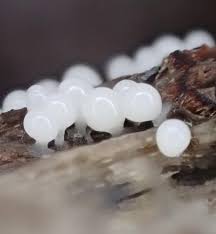 Attēlu rezultāti vaicājumam “Arcyria cinerea spores”