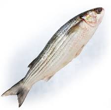 Image result for Liza aurata