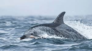 Image result for Leucopleurus acutus