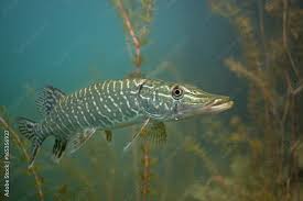 Image result for Esox lucius