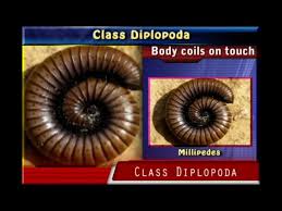 Attēlu rezultāti vaicājumam “Diplopoda”