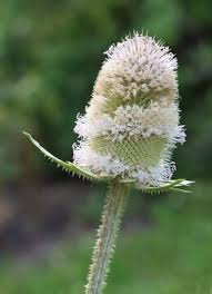 Image result for Dipsacus silvestris