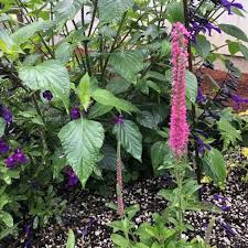 Attēlu rezultāti vaicājumam “Veronica spicata”