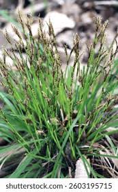 Attēlu rezultāti vaicājumam “Carex digitata fruit”