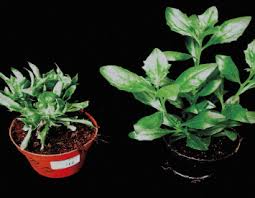 Attēlu rezultāti vaicājumam “Symphytocarpus flaccidus young”