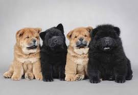 Znalezione obrazy dla zapytania chow