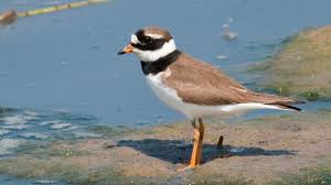 Attēlu rezultāti vaicājumam “Charadrius hiaticula”