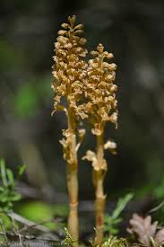 Attēlu rezultāti vaicājumam “Neottia nidus-avis”