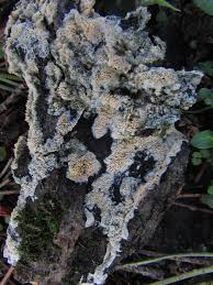 Attēlu rezultāti vaicājumam “Schizopora paradoxa”