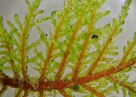 Attēlu rezultāti vaicājumam “Hylocomium splendens”