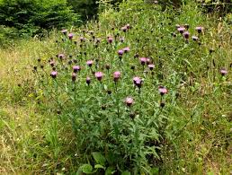Image result for Centaurea nigra