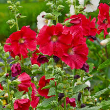 Image result for Alcea rosea