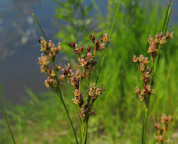 Attēlu rezultāti vaicājumam “Juncus compressus”