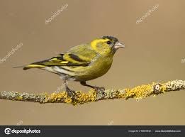 Attēlu rezultāti vaicājumam “Carduelis spinus male”