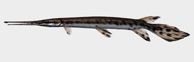 Image result for Lepisosteus osseus