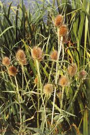 Image result for Dipsacus silvestris