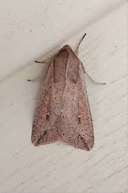 Attēlu rezultāti vaicājumam “Mythimna sp.”