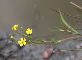 Attēlu rezultāti vaicājumam “Ranunculus flammula”