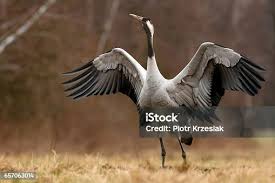 Attēlu rezultāti vaicājumam “Grus grus”