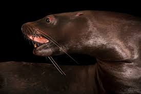 Image result for Eumetopias jubatus