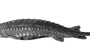 Image result for Scaphirhynchus platorynchus
