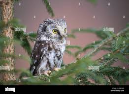 Image result for Aegolius funereus