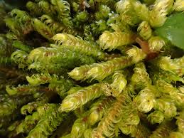 Attēlu rezultāti vaicājumam “Calliergonella lindbergii”