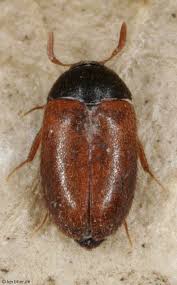 Attēlu rezultāti vaicājumam “Attagenus smirnovi”