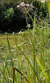 Attēlu rezultāti vaicājumam “Butomus umbellatus fruit”