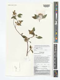 Attēlu rezultāti vaicājumam “Enkianthus chinensis”