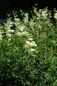 Attēlu rezultāti vaicājumam “Filipendula ulmaria  leaf”