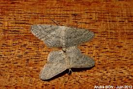 Attēlu rezultāti vaicājumam “Idaea seriata”