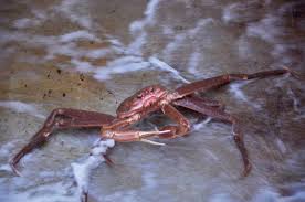 Image result for Chionoecetes opilio