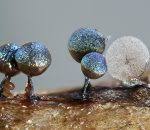 Attēlu rezultāti vaicājumam “Lamproderma pseudomaculatum”