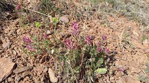 Image result for Fumaria officinalis