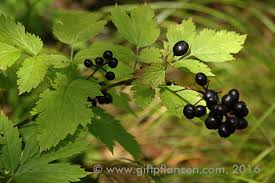 Image result for Christophskraut