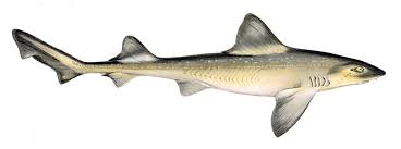 Image result for Mustelus mustelus