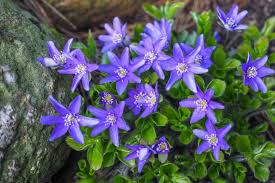 Attēlu rezultāti vaicājumam “Hepatica nobilis”