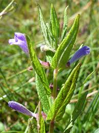 Attēlu rezultāti vaicājumam “Scutellaria galericulata leaf”